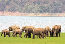 Three trampled to death by wild elephants in Andhra Pradesh