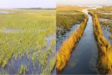 Gujarat has highest wetland coverage in India, home to four Ramsar sites