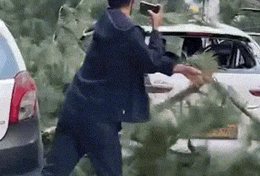 Six killed, several injured as uprooted tree falls near Manikaran Sahib in Kullu