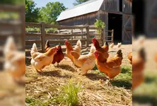 Mandatory registration for poultry farms amid rising bird flu cases in India