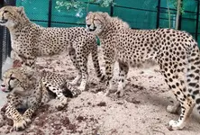 First four of eight cheetahs to be brought to India from Botswana will arrive in May