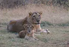 Gujarat to conduct 16th Asiatic lion census in May 2025