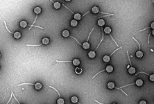 Hidden virus found common in germs that cause pneumonia: Study