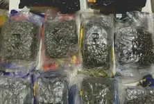 DRI seizes 39.24 kg hydroponic cannabis from Bangkok fliers at Ahmedabad airport