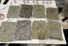 Three fliers from Bangkok caught with ₹12.56 cr worth of hydroponic marijuana from Ahmedabad airport