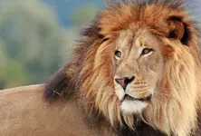 Final phase of Asiatic lion census begins in Sasan Gir