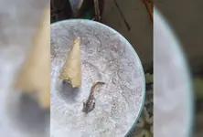 Woman finds lizard's tail in ice-cream cone in Ahmedabad, shop sealed