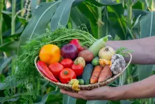 Ahmedabad based ISRO scientist develops device to detect organic vs inorganic crops