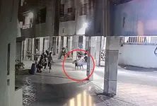 Rottweiler dog that mauled 4-month-old girl in Ahmedabad dies of tick fever