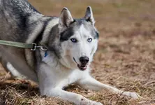 Mumbai man sentenced to four months for dog attack on neighbour in apartment lift