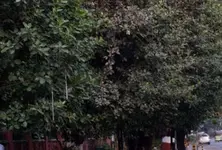 Green mission or money tree? AMC's ₹69 crore plantation drive in hot water ahead of June 5 launch