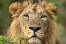 Five fined for intrusion in Gir’s protected zone