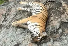 Death of tigress 4 cubs Hunt launched for owner of poisoned cow in Karnataka