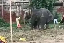Mahout seen thrashing elephant in viral video of Ahmedabad rathyatra
