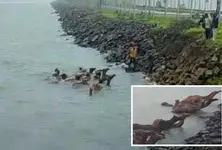 33 camels swim to Vadinar Port in Jamnagar later rescued