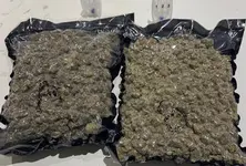 Hydroponic marijuana worth ₹2 cr seized at Ahmedabad airport, passenger arrested