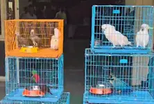 Exotic parrots worth ₹17 lakh recovered in Ahmedabad, arrested accused needed 'money to get married'