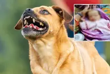 Two-month-old baby mauled to death in Porbandar