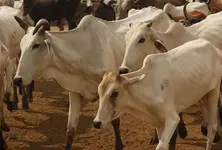 Cattle killing peaks in Gujarat with 25-30 per cent animals ending up at slaughterhouses