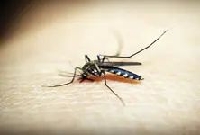 AMC collects ₹6 lakh from 276 commercial units during anti-mosquito drive