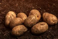 Retail dumping by companies sinks potato prices, Gujarat farmers suffer losses