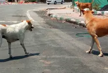 Stray dog complaints surge in Ahmedabad, over 3,800 filed in four months