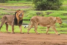 World Lion Day Lion population is 891 now spread across 11 districts 35000 sq km of Gujarat