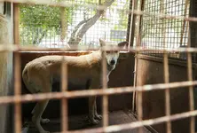 SC orders all stray dogs in Delhi NCR to be moved to shelters, no petitions to be entertained