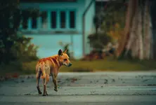 Mumbai BJP asks BMC to fast-track sterilisation, build dog shelters