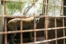 3-judge SC bench to hear afresh issue of strays in Delhi-NCR