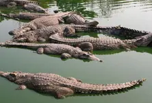 City of crocs: Vadodara’s Vishwamitri home to 442 crocodiles