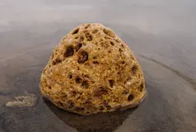 Amreli police seize ₹2.91 crore worth whale vomit, two arrested