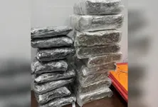 Surat Customs seizes 14 kg hydroponic marijuana worth rs 14 crore from Bangkok passenger