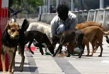 SC to deliver verdict today on stray dogs relocation in Delhi-NCR