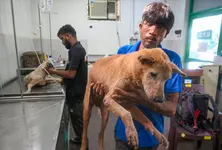 SC modifies earlier directions on stray dogs orders their release post sterilisation immunisation