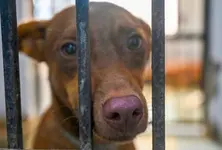 AMC councillors voice against building dog shelters in their wards