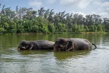 Will fully comply with SC order to appoint SIT: Vantara