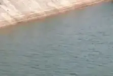 Deodar: Woman, two kids, and youth jump into Narmada canal, all dead