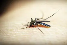 897 deaths in Ahmedabad in 10 years due to mosquito & water-borne diseases, alleges Congress