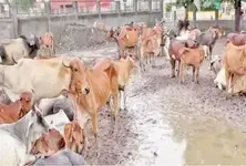 At least 15 cows die in Kadi’s panjrapol due to starvation negligence