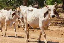 Negligence or natural causes AMC faces heat after 10 cows calves die in Danilimda cattle pound