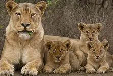 Gujarat census finds 891 lions, 7,672 wild asses as state leads in biodiversity