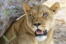 Disease, accidents, neglect: Gir’s lions face unnatural deaths in Gujarat