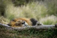 Illness outbreak: 28 lions succumb to organ failure, pneumonia, and other diseases in six months