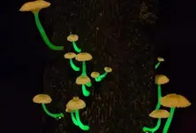 Bioluminescent spotted for the first time in Gujarat, found in the forests of Dang