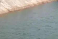 Four feared to have jumped in Tharad’s Narmada canal in suspected mass suicide attempt