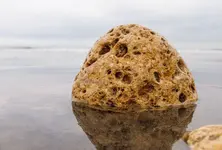 Bhavnagar youth arrested in Surat for trying to sell ambergris worth ₹5.72 cr