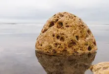 Ambergris worth ₹2 cr seized in Amreli