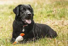 Ahmedabad pet registration AMC hikes fees by 90 per cent to rs 2000