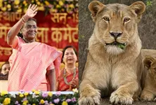 President Murmu to visit Gir in October, forest safari to open one week early for welcome
